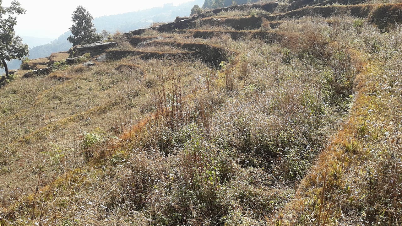 ‘जोतौं बाँझो खेतबारी, उठाऔँ अब जिम्मेवारी’
